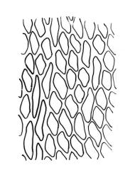 Crosbya nervosa, upper laminal cells. Drawn from D.S. Horning SA-450A, CHR 242316.
 Image: R.C. Wagstaff © Landcare Research 2017 